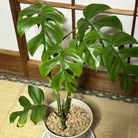 姫モンステラ,観葉植物,和室の画像