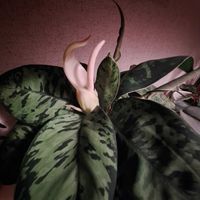 ホマロメナ ワリシー,ホマロメナ ワリシー カモフラージュ,ホマロメナ,観葉植物,開花の画像