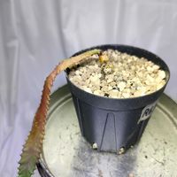 ユーフォルビア ステラータ,多肉植物,植え替え,実生,成長記録の画像