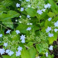 アルストロメリア,ゼラニウム,コットンキャンディー,アナベル,アジサイ 隅田の花火の画像