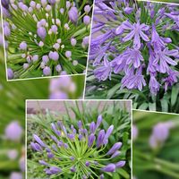 アガパンサス,アガパンサス,花散歩,花友さんに感謝,ＧＳの皆様に感謝の画像