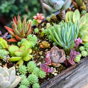 ファイヤークラッカー,多肉植物,多肉植物寄せ植え,セダム属,クラッスラ属の画像