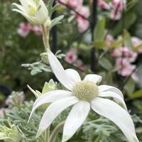 フランネルフラワー,ネコ好き,白い花,花のある暮らし,庭の画像