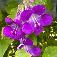 アサリナ,グリーンカーテン,家庭菜園,ベランダ,庭の画像
