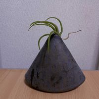 チランジア,エアプランツ,一輪挿し,iPhone撮影,asingleflowervaseの画像