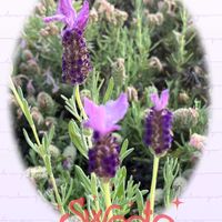 フレンチラベンダー,可愛らしい,ウォーキングの楽しみ,お花のリボン❤️の画像