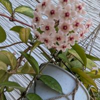 多肉植物,葉挿し,多肉寄せ植え,実生苗,葉挿しっ子の画像