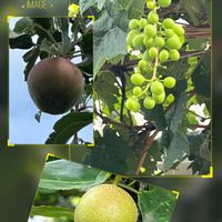 ナシ,リンゴ,ブドウ,果物,ウォーキングの楽しみの画像