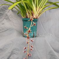 シンビジウム,シンビジウム アロイフォリウム,Cymbidium aloifolium,洋蘭,ラン科の画像
