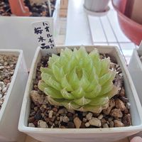 ハオルチア,ハオルチア,桜水晶,ハオルチア 桜水晶,多肉植物の画像