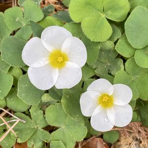カタバミ,今日のお花,お出かけ先の画像