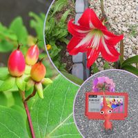 アマリリス,アマリリス,ヒペリカム,ヒペリカム,ユスラウメの画像