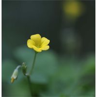 カタバミ,カタバミ,イモカタバミ,イモカタバミ,オッタチカタバミの画像