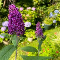 ブッドレア,花のある暮らし,植中毒,小さい庭の画像