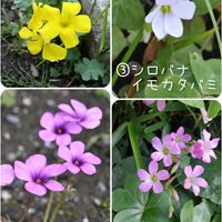 カタバミ,白い花,ピンクの花,カタバミ科,黄色いお花大好き協会の画像