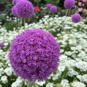 庭園,沢山のお花,お出かけ先の画像