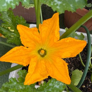 トマト,ズッキーニ,夏野菜,家庭菜園,庭の画像