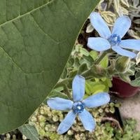 ブルースター,ソテツキリン,ジャスミン・ホワイトプリンセス,水色の花,ベランダの画像