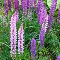ルピナス,かわいい,可愛い,紫の花,癒しの画像