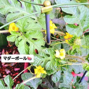 スイカ,マダーボール,小玉スイカ,自家製野菜,空中栽培の画像