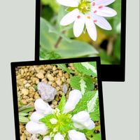 ラミウム,ハコベ,白い花,庭の宿根草の画像