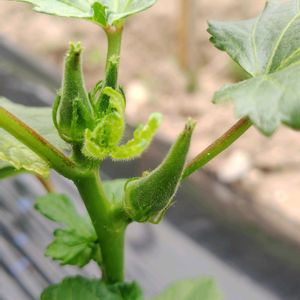 自家製野菜,GSに感謝。,お花のある暮らし,元気に育ててますよ,チーム新潟の画像