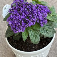 ヘリオトロープ,いつもありがとう♡,花日記,しあわせ運べるように,愛しの紫の画像