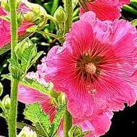 タチアオイ,初夏の花,花言葉,山野草,花のある暮らしの画像