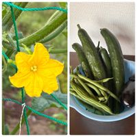 キュウリ,ナス,インゲン,キュウリの花,家庭菜園の画像