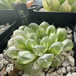 オブツーサ,ハオルチア,オブツーサ錦,オブツーサ錦 マリン,多肉植物の画像