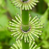 トクサ,カタバミ,ムラサキカタバミ,ムラサキカタバミ,シダ植物の画像