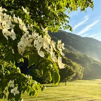 ヤマボウシ,花散歩,青空,癒しの時間,好きな風景の画像