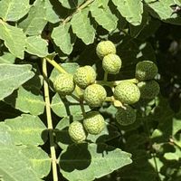 山椒の実,サンショウ,いい香り,楽しみ,季節の味の画像