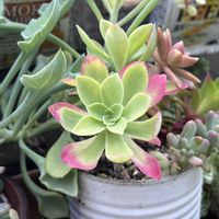 寄せ植え,多肉植物,多肉好き♡,多肉にハマるの画像