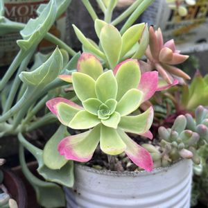 寄せ植え,多肉植物,多肉好き♡,多肉にハマるの画像