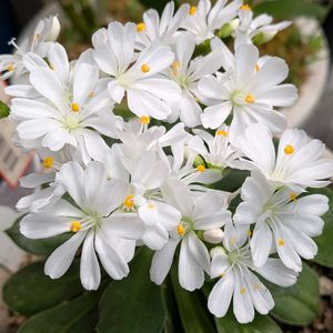 山野草,スマホ撮影,棚の画像