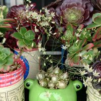 お花,カエル仲間,ベランダの画像