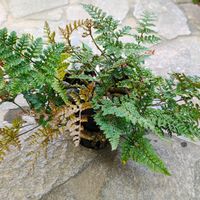 トキワシノブ,ガーデニング,ボタニカルライフ,山野草,お庭の植物の画像