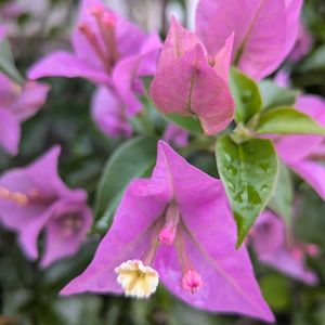 寄植え,ハンギング,小さな庭,玄関アプローチ,庭の画像