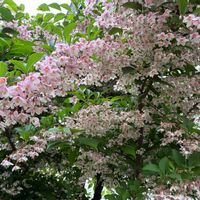 エゴノキ,エゴの木の花,エゴノキの花,花木,北海道の画像