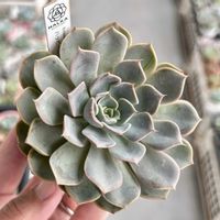 エケベリア,多肉植物,エケベリア属,多肉植物 エケベリア,ベランダ多肉の画像