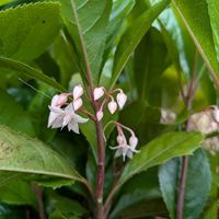 ヤブコウジ,ヤブコウジ,ヤブコウジ,鉢植え,小さな庭の画像