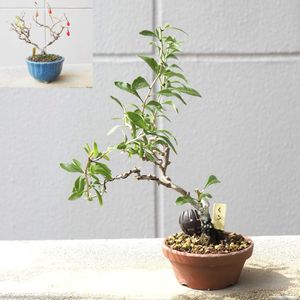 盆栽,小品盆栽,山野草,バルコニー/ベランダの画像