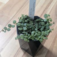 ペペロミア,ペペロミア  タートル,ペペロミア属の画像