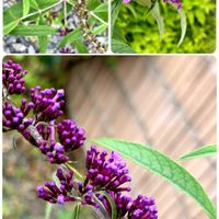 ブッドレア,ブッドレア（フサフジウツギ）,紫の花,今日のお花,植物中毒の画像