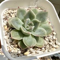 ムーンフェアリー,多肉植物,多肉棚,プラステラ75,庭の画像