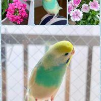 ナデシコ,バーベナ,可愛い,ピンクの花,花のある暮らしの画像