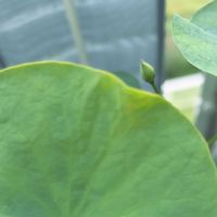 茶碗蓮・小舞妃,花のある暮らし,GSに感謝。,茶碗蓮,みどりのある暮らしの画像
