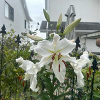 カサブランカ,切り花,ガーデニング,可愛い,咲いた！の画像