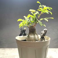アデニア・グラウカ,アデニアグラウカ,塊根植物,コーデックス,アデニア属の画像